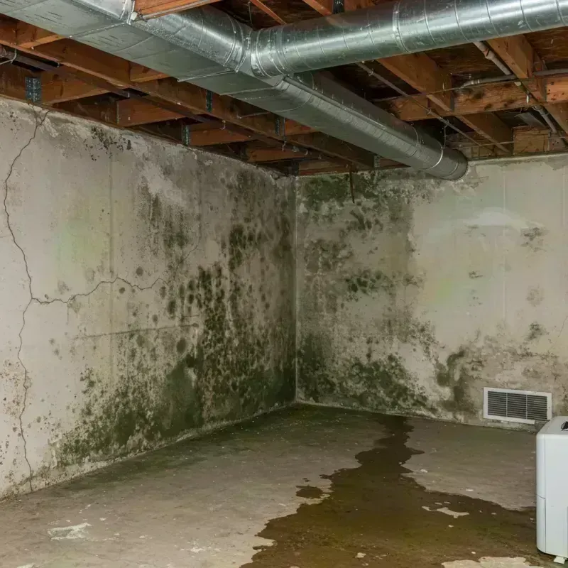 Professional Mold Removal in Royalston, MA